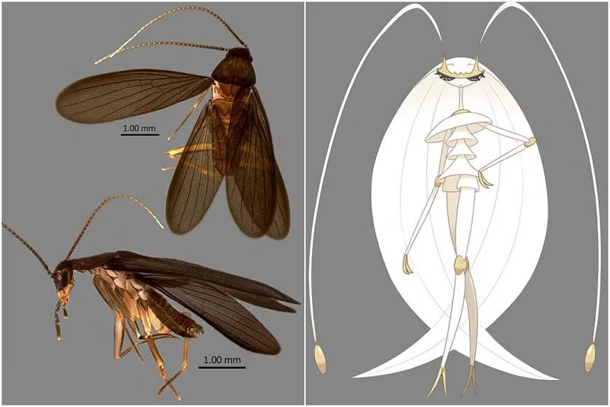 Conheça Nocticola Pheromosa, a barata com nome de Pokémon